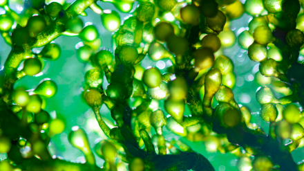 chlorella