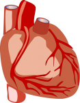 Jak správně pečovat o své srdce a cévy?